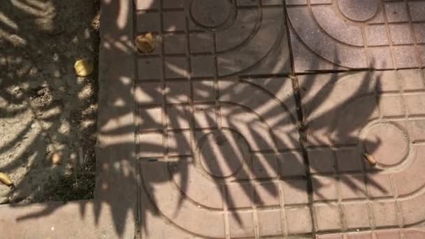 Sombra de hojas de palma en el suelo al mediodía - Imágenes, Vídeo
