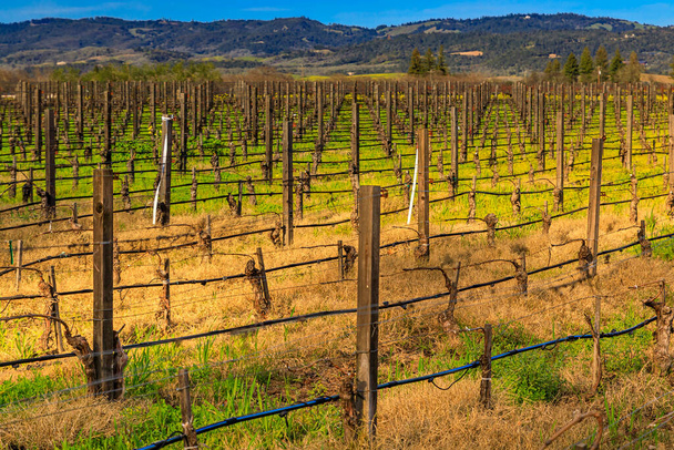 Близкий вид виноградных лоз на винограднике весной на винодельне в долине Напа, Калифорния, США - Фото, изображение