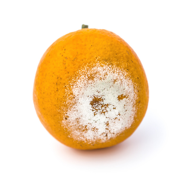 κοντινό πλάνο σάπιο πορτοκαλί σε λευκό φόντο - Φωτογραφία, εικόνα