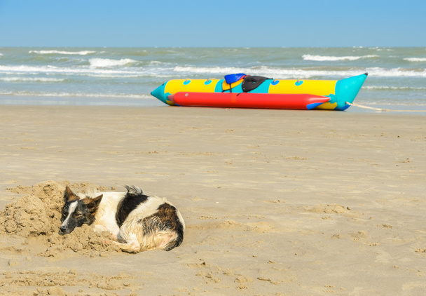 kutya a strandon - Fotó, kép