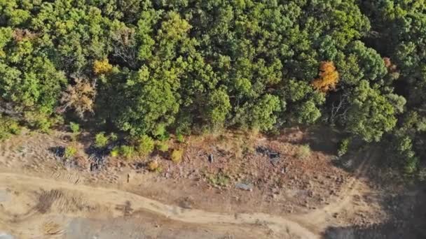 Widok z lotu ptaka, jesienny las mieszany, żółte drzewa liściaste - Materiał filmowy, wideo