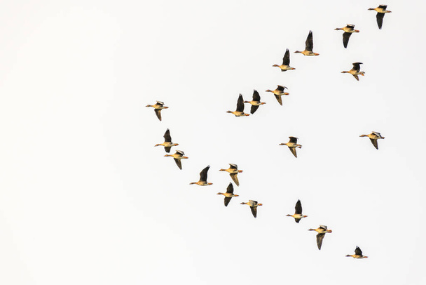 Vadlibák csoportja repül a síkság felett, Taiga Bean Goose - Fotó, kép