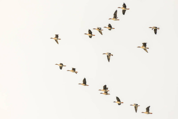 Група диких гусей, що літають над рівниною, Тайга - Бін - Гус. - Фото, зображення