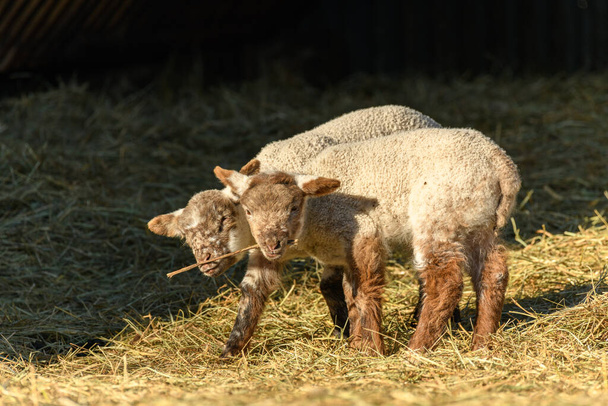 羊や羊が羊の群れをなして冬の村に放牧される - 写真・画像