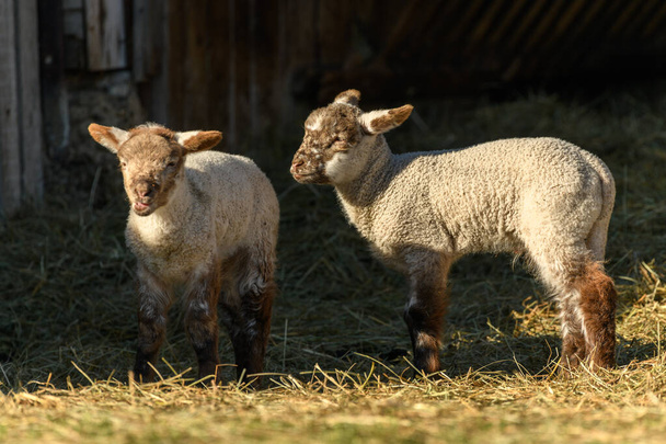 Lammas ja lammas lammastarhassa ja laidun kylässä talvella - Valokuva, kuva
