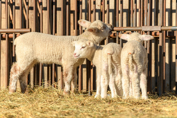 Αρνί και πρόβατα σε στάνη και βοσκότοπο σε χωριό το χειμώνα - Φωτογραφία, εικόνα