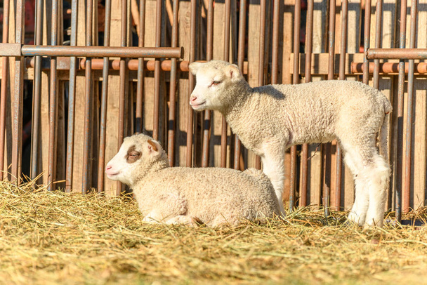 Agneau et mouton dans une bergerie et pâturage dans un village en hiver - Photo, image