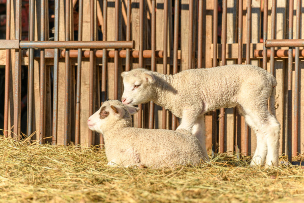Jagnięcina i owce w owczarni i pastwisko w wiosce w zimie - Zdjęcie, obraz