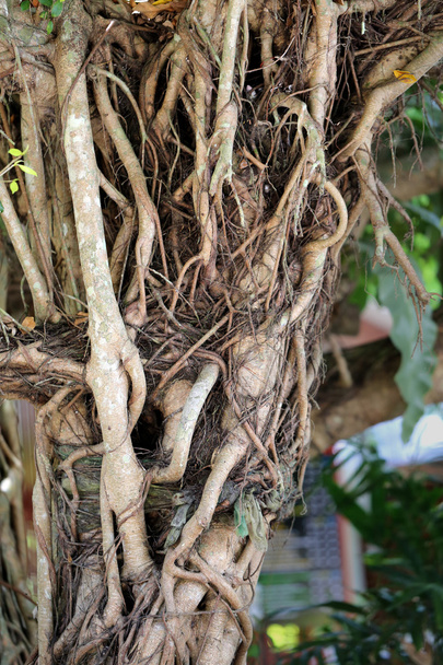 raíces árboles
 - Foto, Imagen