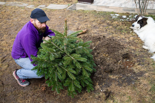 férfi ültető fenyő fa a hátsó udvarban otthon kertészkedés - Fotó, kép
