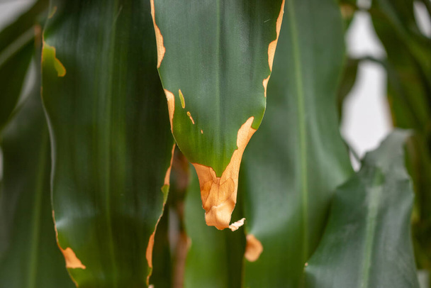 Unhealthy house plant with dried leaf on edges - 写真・画像