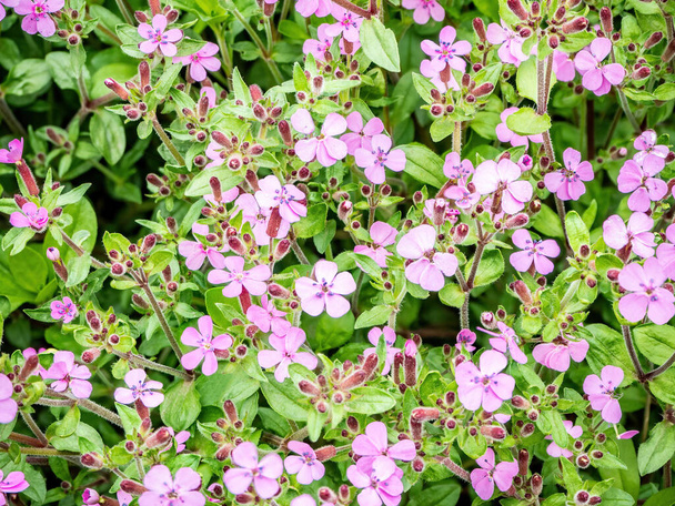 Λουλουδάκια σαπωνάρια, σαπωνάρια. Φυσικό φόντο από ροζ λουλούδια και πράσινα φύλλα - Φωτογραφία, εικόνα