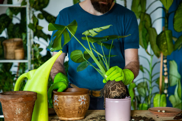 man planting houseplants indoors home gardening - Photo, Image