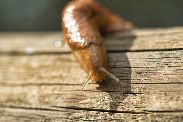 Slug in close-up op houten oppervlak. Selectieve focus. Wetenschappelijke naam Arion Vulgaris. - Foto, afbeelding