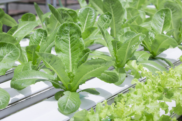 hydroponicznych warzyw gospodarstwa - Zdjęcie, obraz