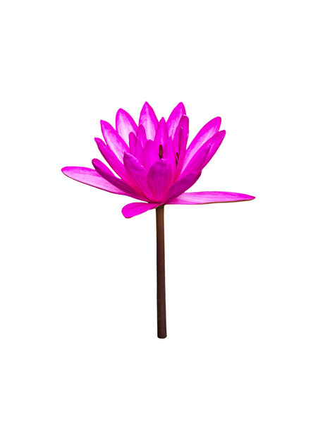 rosa Lotus auf weiß - Foto, Bild