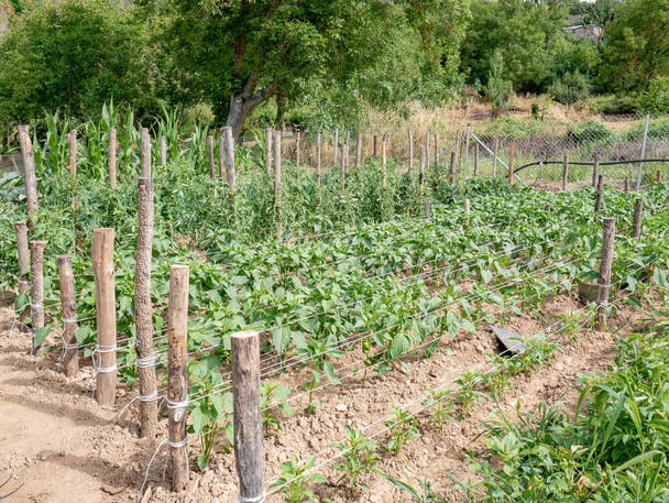 Zeleninová zahrada s bílými nitěmi drženými kmeny k vymezení oblastí, kde pěstovat rostliny papriky (Capsicum annuum) a rajčata (Solanum lycopersicum) - Fotografie, Obrázek