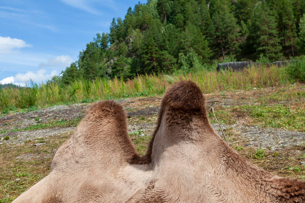 Close-up em duas corcundas Um camelo com uma pele marrom em um fundo de grama verde nas montanhas com uma floresta, fica no chão. animais na natureza. - Foto, Imagem