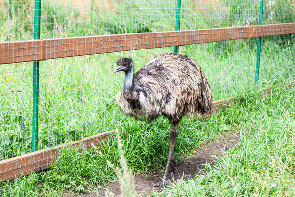 Un gran ave avestruz con cuello largo camina y come en la hierba verde. Animales raros y en peligro. - Foto, Imagen