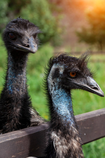 close-up op twee hoofden van zwarte wilde struisvogels en een grote snavel, rode ogen en een lange nek. wilde dieren en zeldzame soorten uit het Rode Boek. - Foto, afbeelding