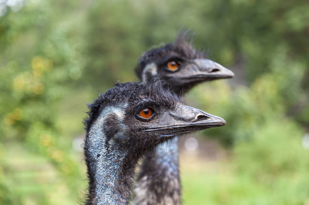 close-up op twee hoofden van zwarte wilde struisvogels en een grote snavel, rode ogen en een lange nek. wilde dieren en zeldzame soorten uit het Rode Boek. - Foto, afbeelding