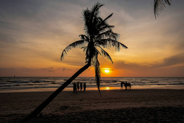 Кокосовые деревья утром на пляже Хуа Хин, Таиланд. - Фото, изображение