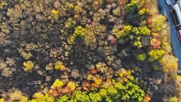 Άποψη του δάσους του φθινοπώρου σε ένα ύψος - Πλάνα, βίντεο