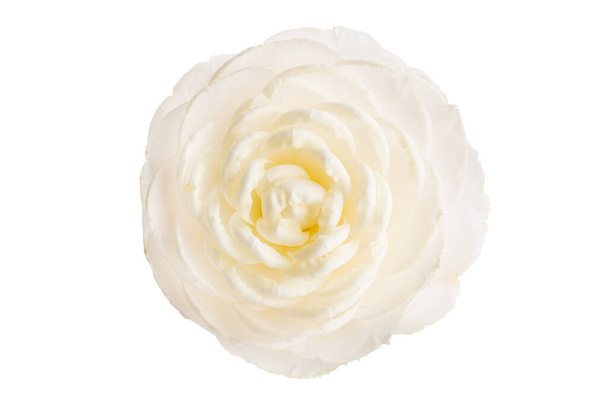 Цветок белого камелия, выделенный на белом фоне. Камелия японская - Фото, изображение