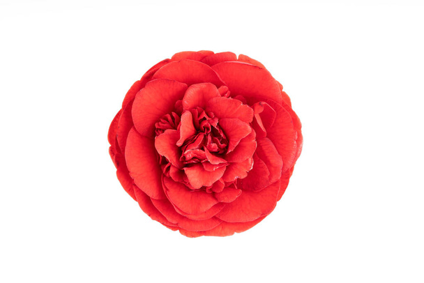 Повністю квітка червоної камелії ізольована на білому тлі. Камелія японська
 - Фото, зображення