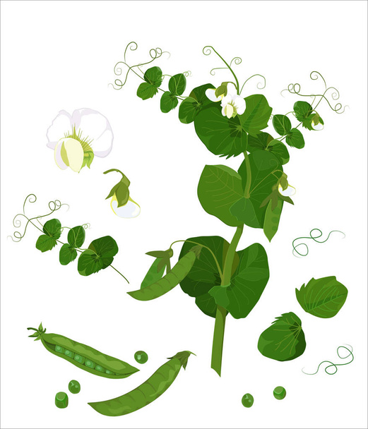 Ilustración botánica vectorial Composición de flores y brotes de guisantes hojas coloridas guisantes verdes. Un conjunto de elementos. - Vector, imagen