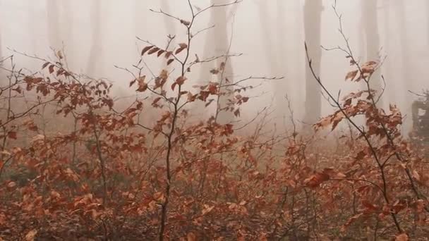 θέα ομιχλώδη το ομιχλώδες δάσος της Urbasa - Πλάνα, βίντεο