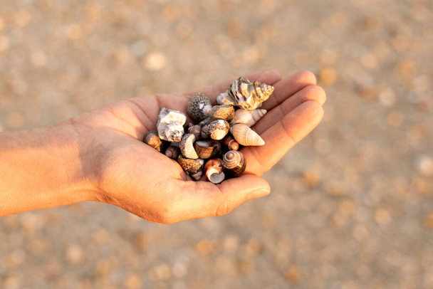 vue rapprochée d'une main de femme caucasienne tenant une collection de petits coquillages avec une plage de sable derrière - Photo, image