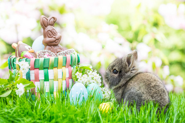 Kartka powitalna małego króliczka w koszyku wielkanocnym w krajobrazie natury w ogrodzie z pisankami i bokeh w tle w pięknym wiosennym krajobrazie.Wielkanocny koszyk ze słodyczami i czekoladą. - Zdjęcie, obraz