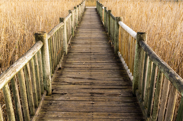 Een lange houten promenade die leidt door hoog gouden riet en moerasgras in wetlands - Foto, afbeelding