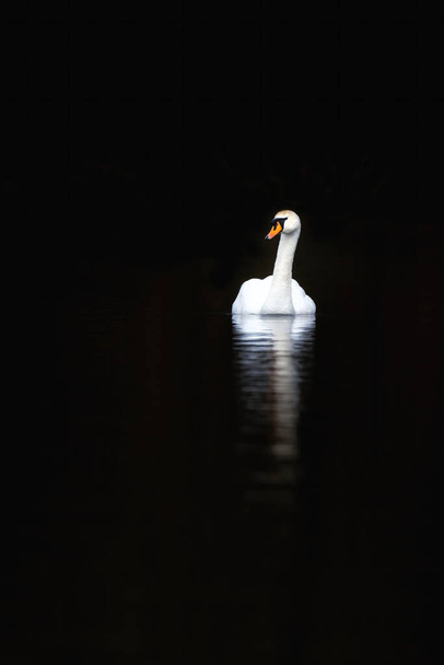 Cisne branco, Cygnus olor, refletido em águas calmas. Fundo preto com espaço para texto.  - Foto, Imagem