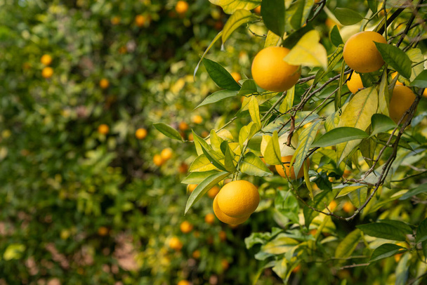 A selective focus view of  orange trees in an organge grove with many delicious citrus fruits - Photo, Image