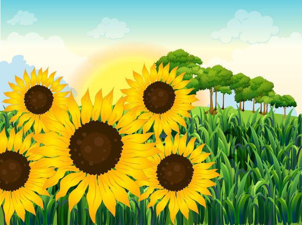 schöne Sonnenblumen - Vektor, Bild