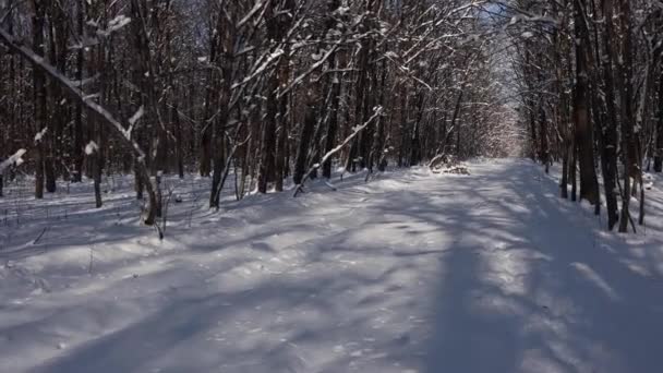 Krásná procházka zimním lesem. Stromy, větve a keře ve sněhu. Všude sníh. Stezka v lese je pokryta sněhem. - Záběry, video