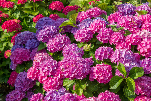 куст гортензии цветы - крупным планом - Фото, изображение