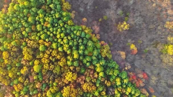 Floresta de outono de uma altura de voo folhas amarelas árvores caducas - Filmagem, Vídeo