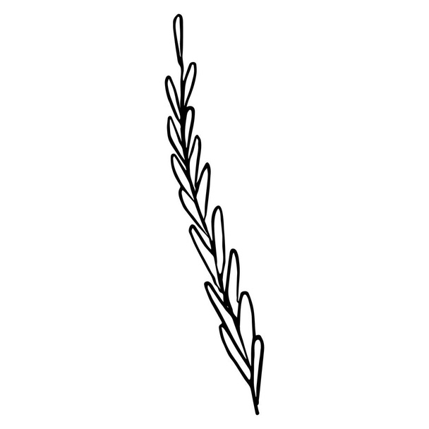 Un rametto di spezie alle erbe. Illustrazione disegnata a mano in stile schizzo di un filo d'erba con foglie, filo d'erba, spezie per cucinare - Vettoriali, immagini