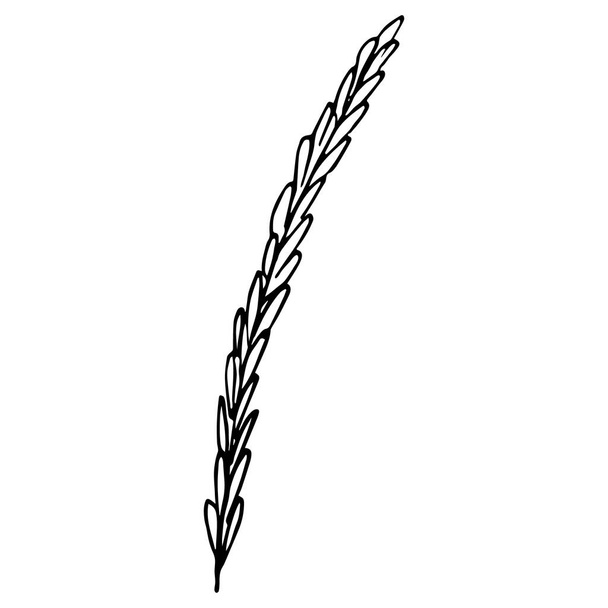 Um ramo de especiarias de ervas. Ilustração desenhada à mão de uma lâmina de grama com folhas, lâmina de grama, especiarias para cozinhar - Vetor, Imagem
