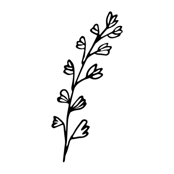 Una ramita de romero. Dibujo dibujado a mano estilo ilustración, elemento de diseño - Vector, Imagen