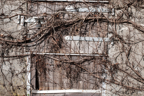 una vieja puerta de madera con herrajes de hierro cubierto por una vid trepadora con ramitas sin hojas en invierno - Foto, Imagen