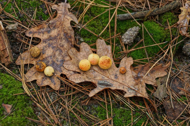 foglie di quercia secca cadute marrone con bozzoli rotondi gialli di bruchi si trova sul muschio verde nella foresta - Foto, immagini