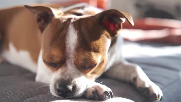 4 bin. Küçük chihuahua köpeği uyuyor ve kanepede yatıyor. - Video, Çekim
