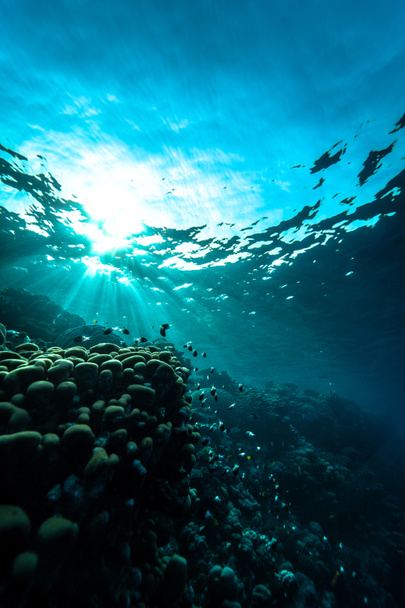 魅力的なエル・シェイクの美しいサンゴ礁-エジプト. - 写真・画像