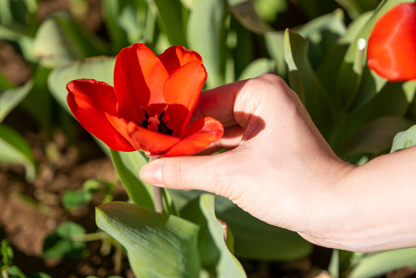 Gros plan tulipe fraîchement rouge et main de jeune femme. - Photo, image