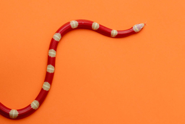 Lampropeltis triangulum, commonly known as the milk snake or milksnake, is a species of kingsnake. - Photo, Image