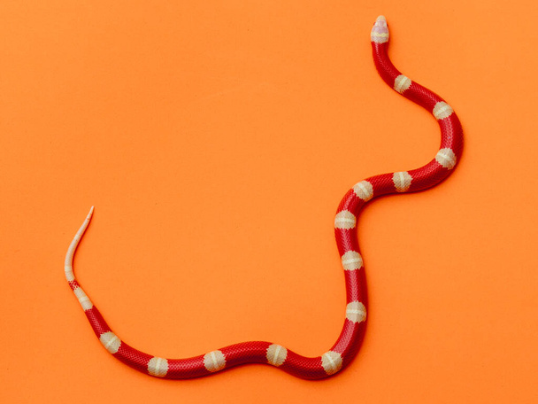 Lampropeltis triangulum, communément appelé serpent de lait ou serpent de lait, est une espèce de serpent royal.. - Photo, image